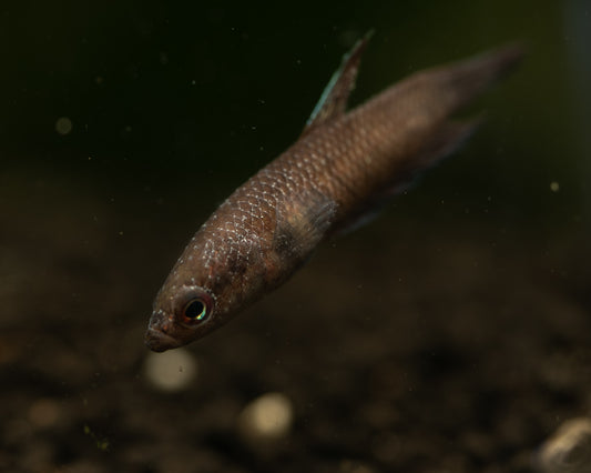 Velvet Disease Piscinoodinium sp. in wild bettas.