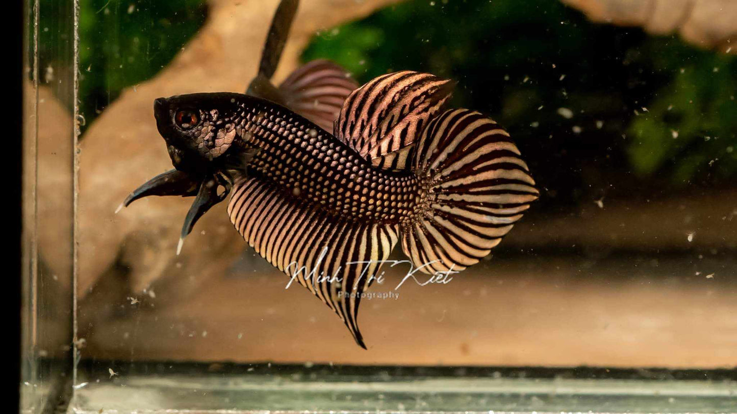 Betta Mahachaiensis Copper (Betta Mahachai)| Rare Bettas