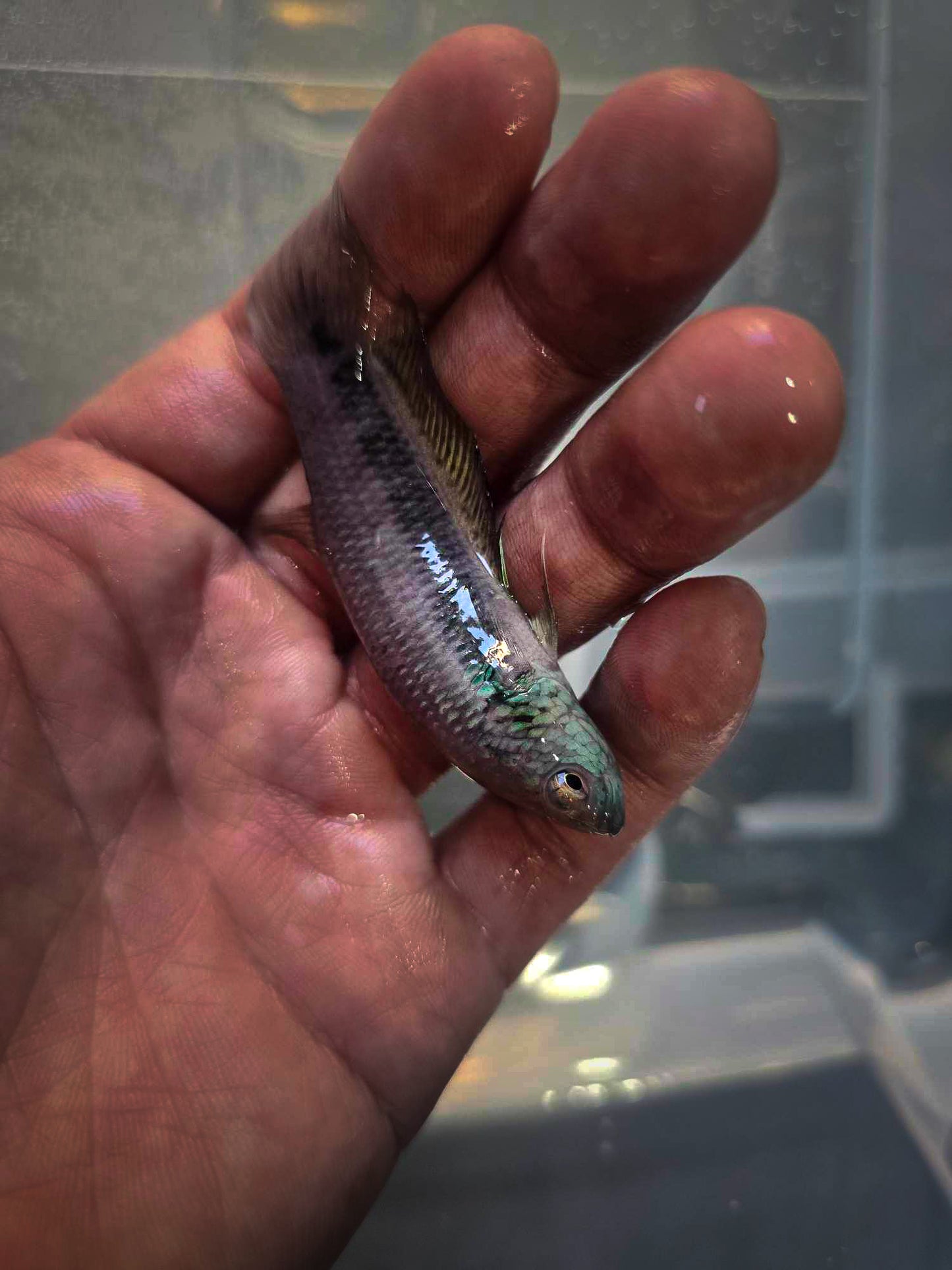 Betta Antuta | Long Bang young F1