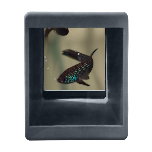 BWA Betta Crib - Bubblenest Breeding Cave