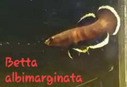 Betta Albimarginata - M | Wild Betta Fish