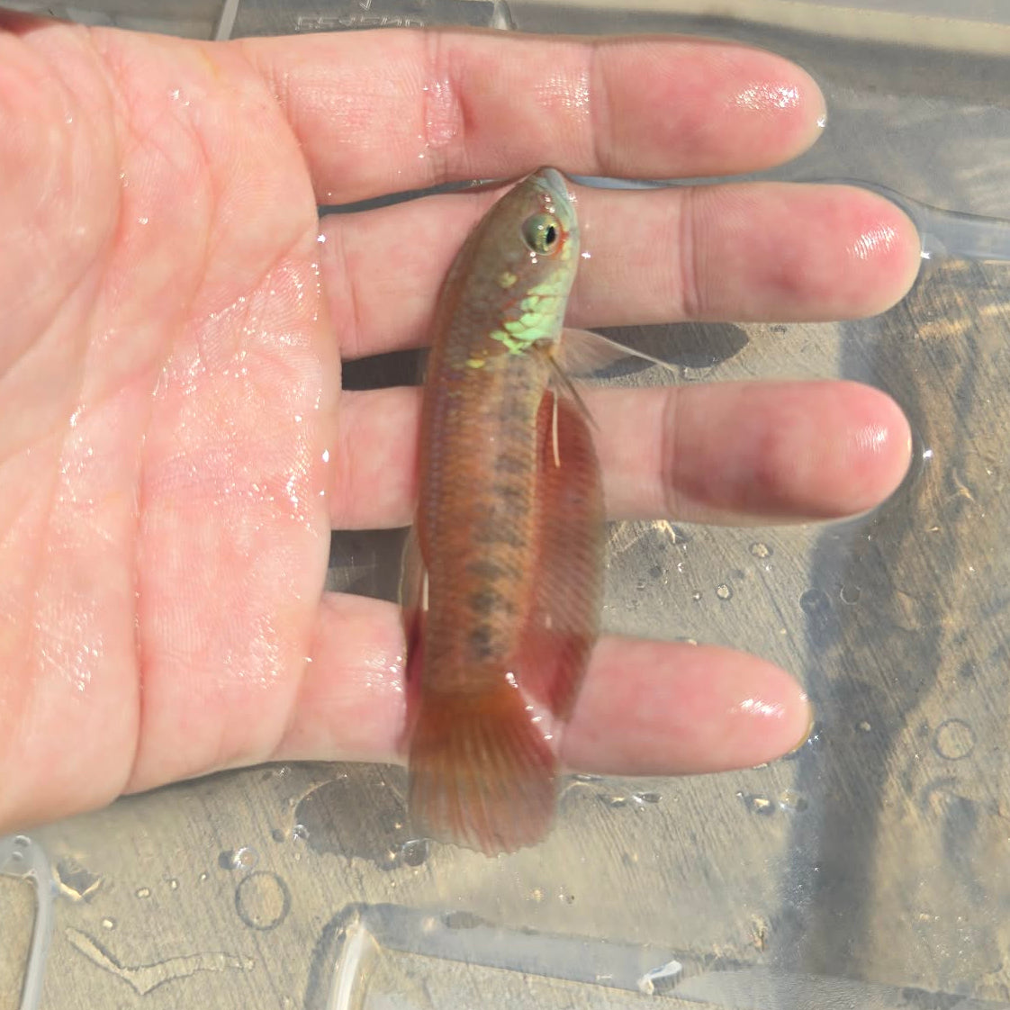Betta Patoti "Tanah Grogot Red" | Wild Type Bettas