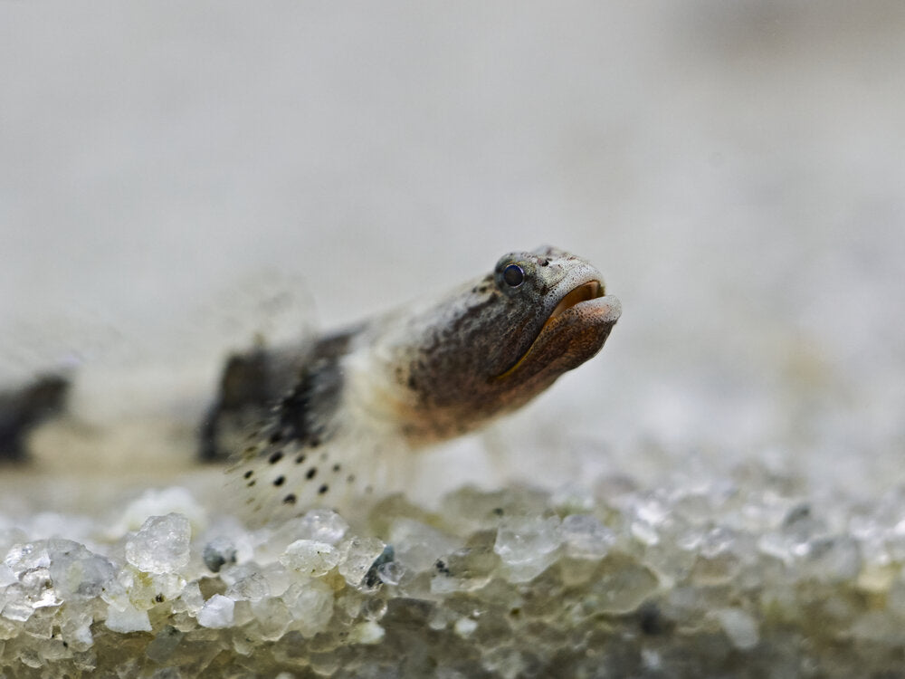 Schismatogobius ampluvinculus (Micro Dragon Goby)