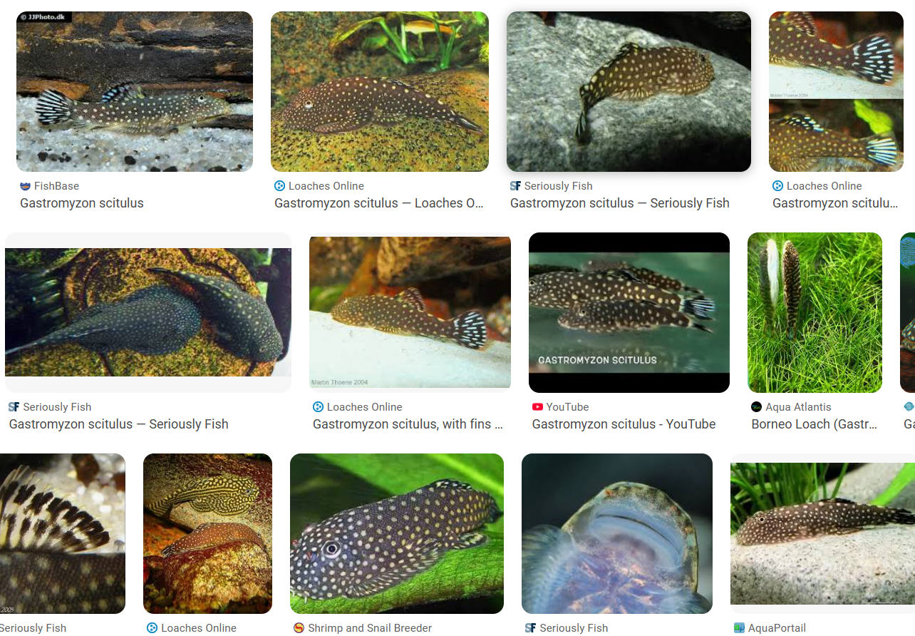 Gastromyzon Scitulus (Borneo Hillstream Loach)