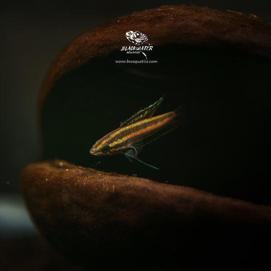 Parosphromenus Juelinae