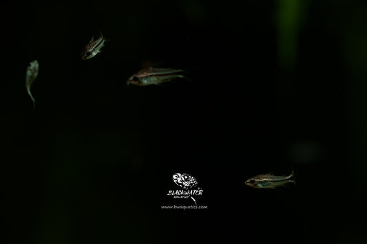 Corydoras Pygmaeus - Pygmy cory
