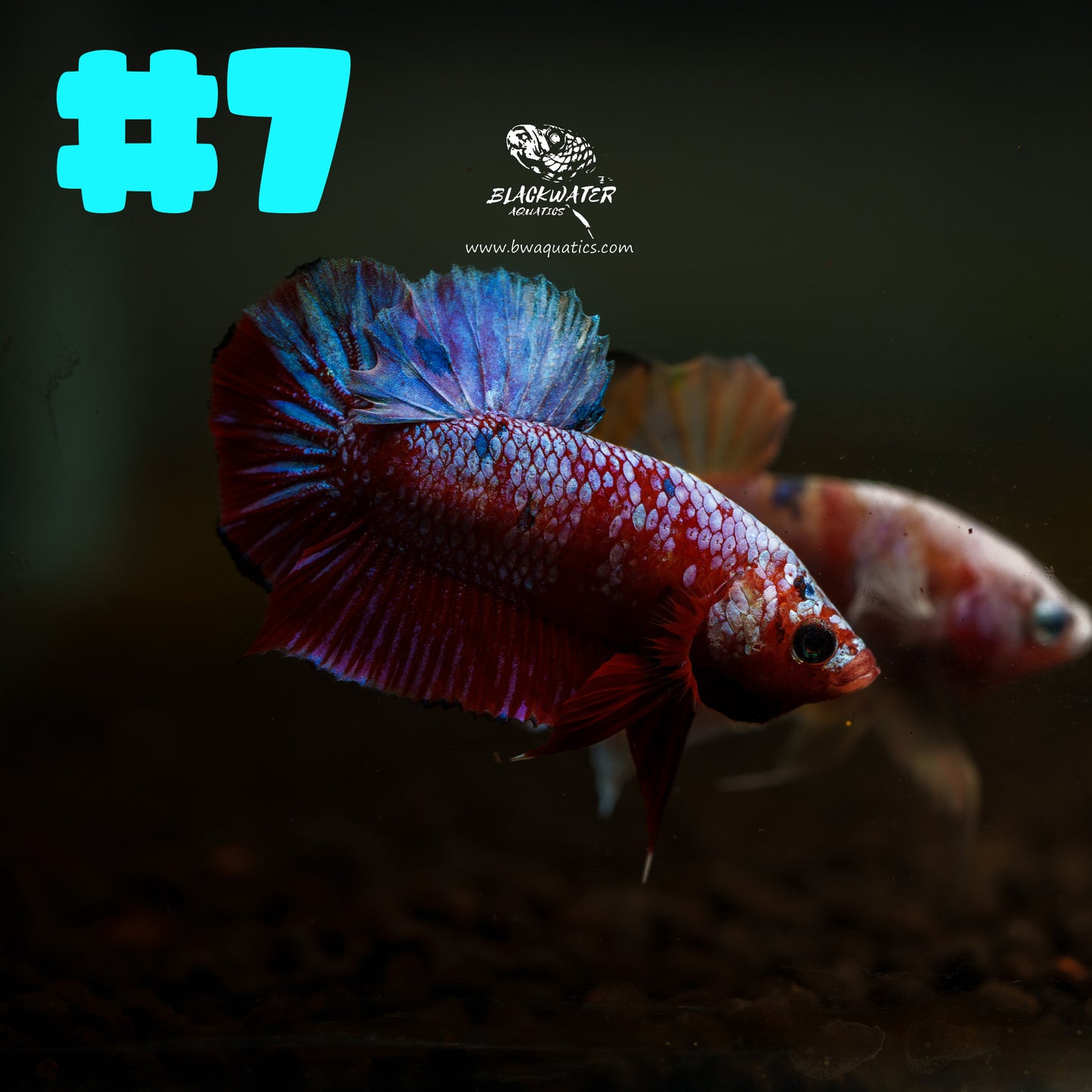 Fancy Red Galaxy Plakat Betta