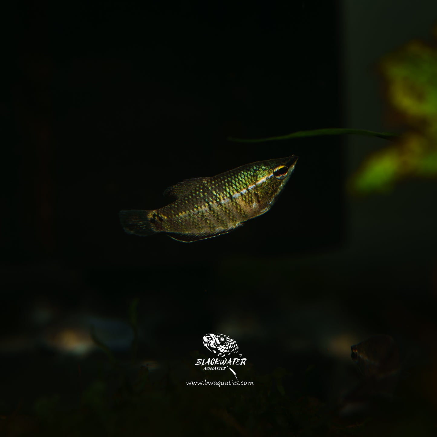 Sphaerichthys Vaillanti (Samurai Gourami)