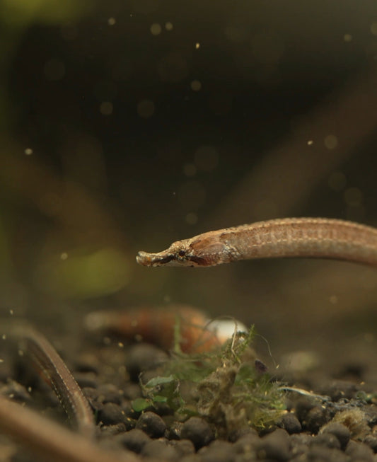 hippichthys spicifer (barbelly pipefish)