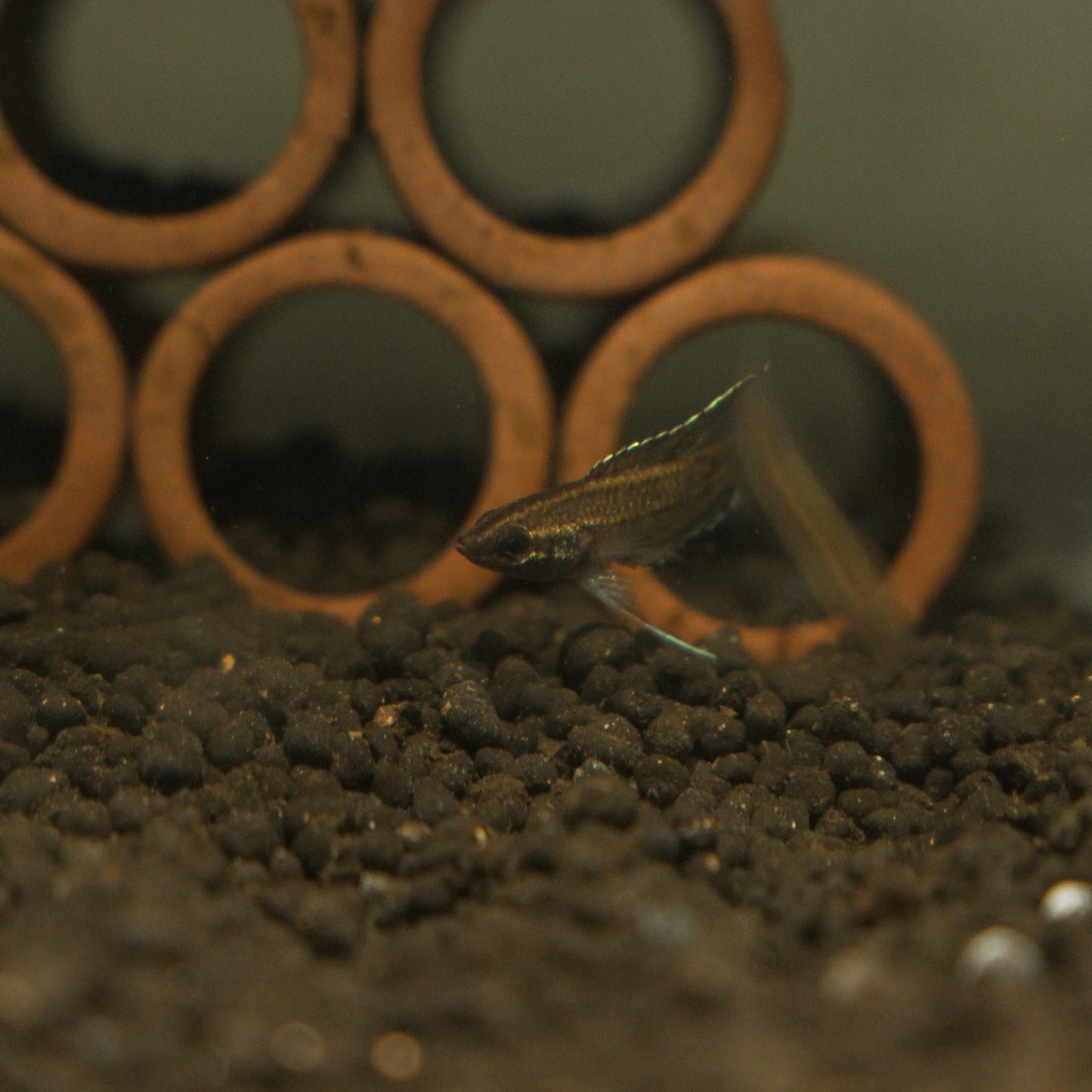 Parosphromenus sp. cf "kampar"