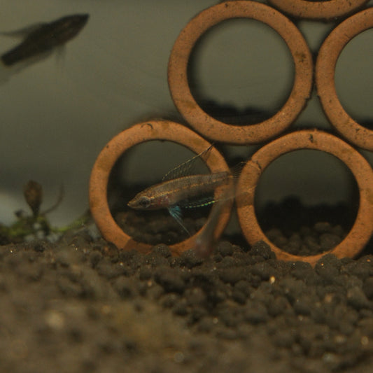 Parosphromenus sp. cf "kampar"