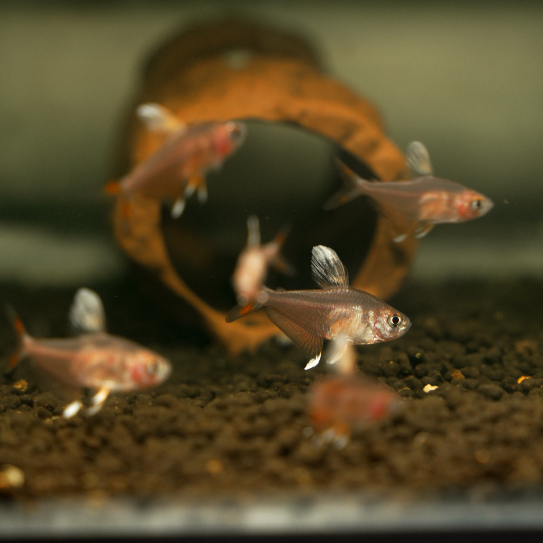 Megalamphodus bentosi (“Bentosi Tetra” / “Ornate Tetra” / “Rosy Tetra”)