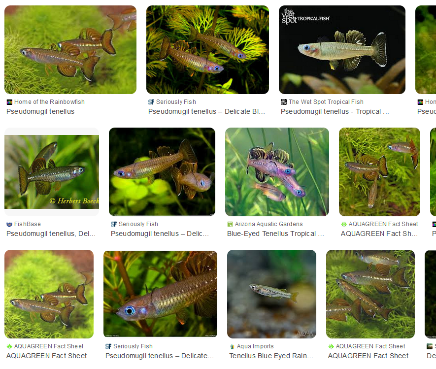 Pseudomugil Tenellus