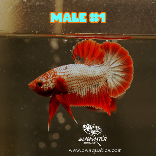 Fancy Copper Plakat Betta