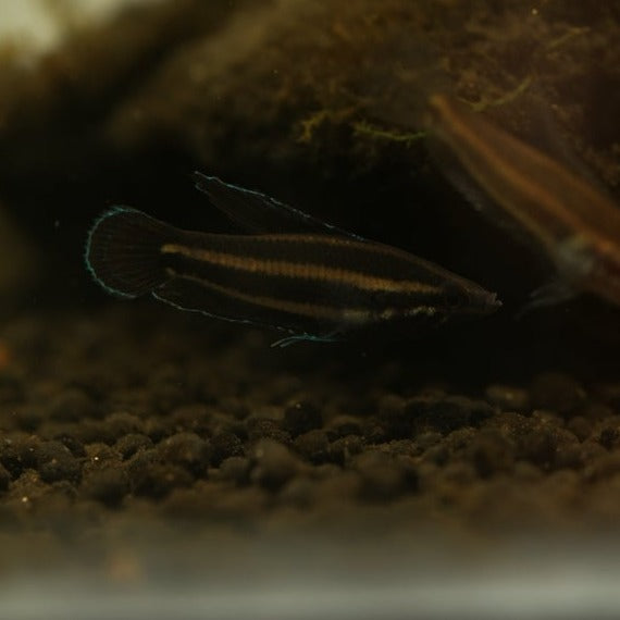 Parosphromenus sp. Tangkit