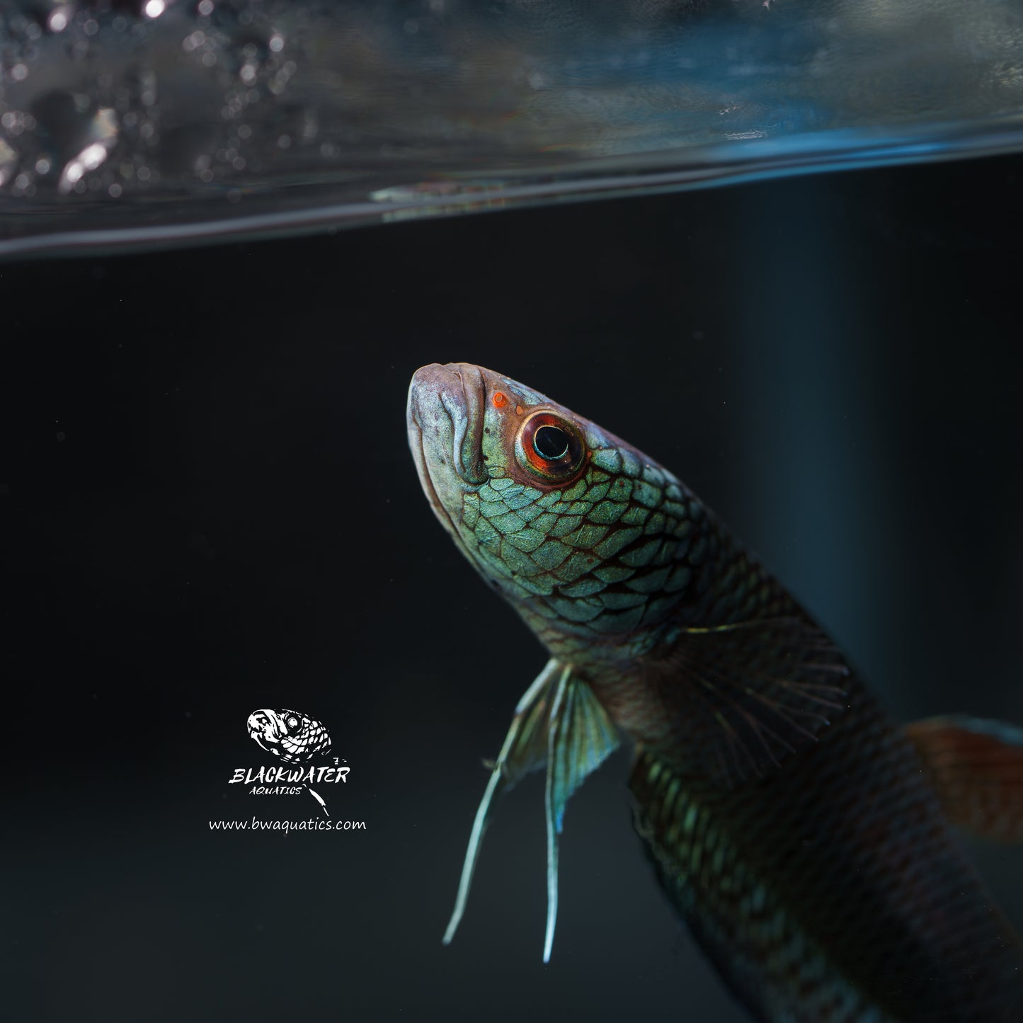 Betta Antuta | "LB" High Quality