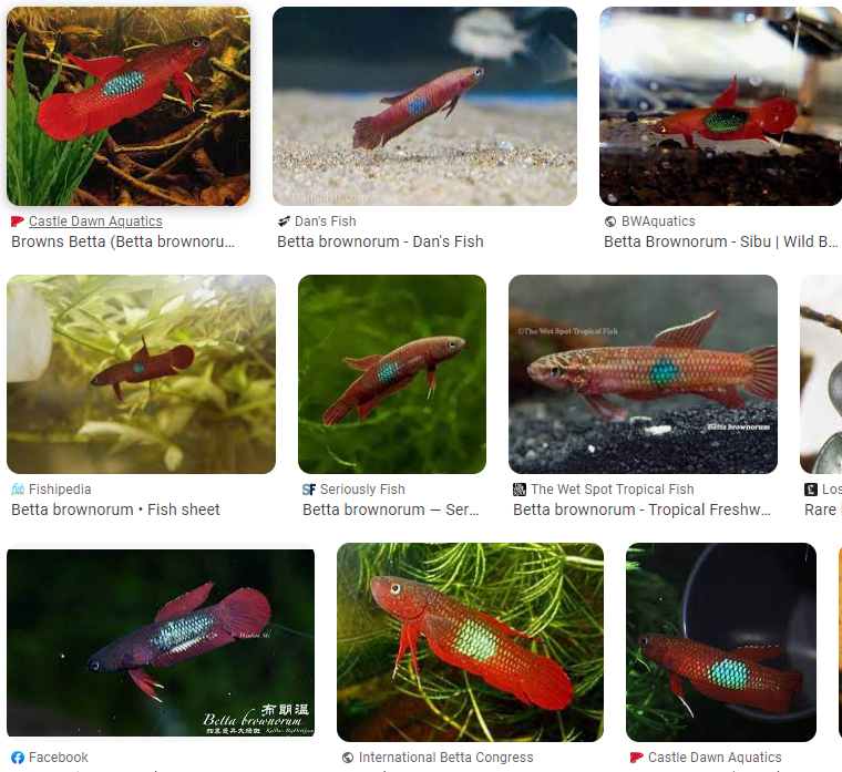 Betta Brownorum - West Kalimantan | Wild Betta Fish