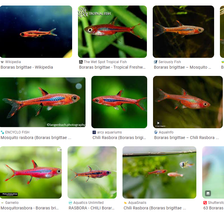 Boraras brigittae "Chili Rasbora"