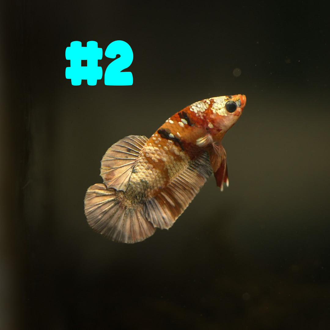 Fancy Copper Nemo Plakat Betta