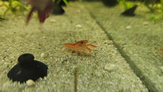 Cambarellus patzcuarensis 'Orange' CPO