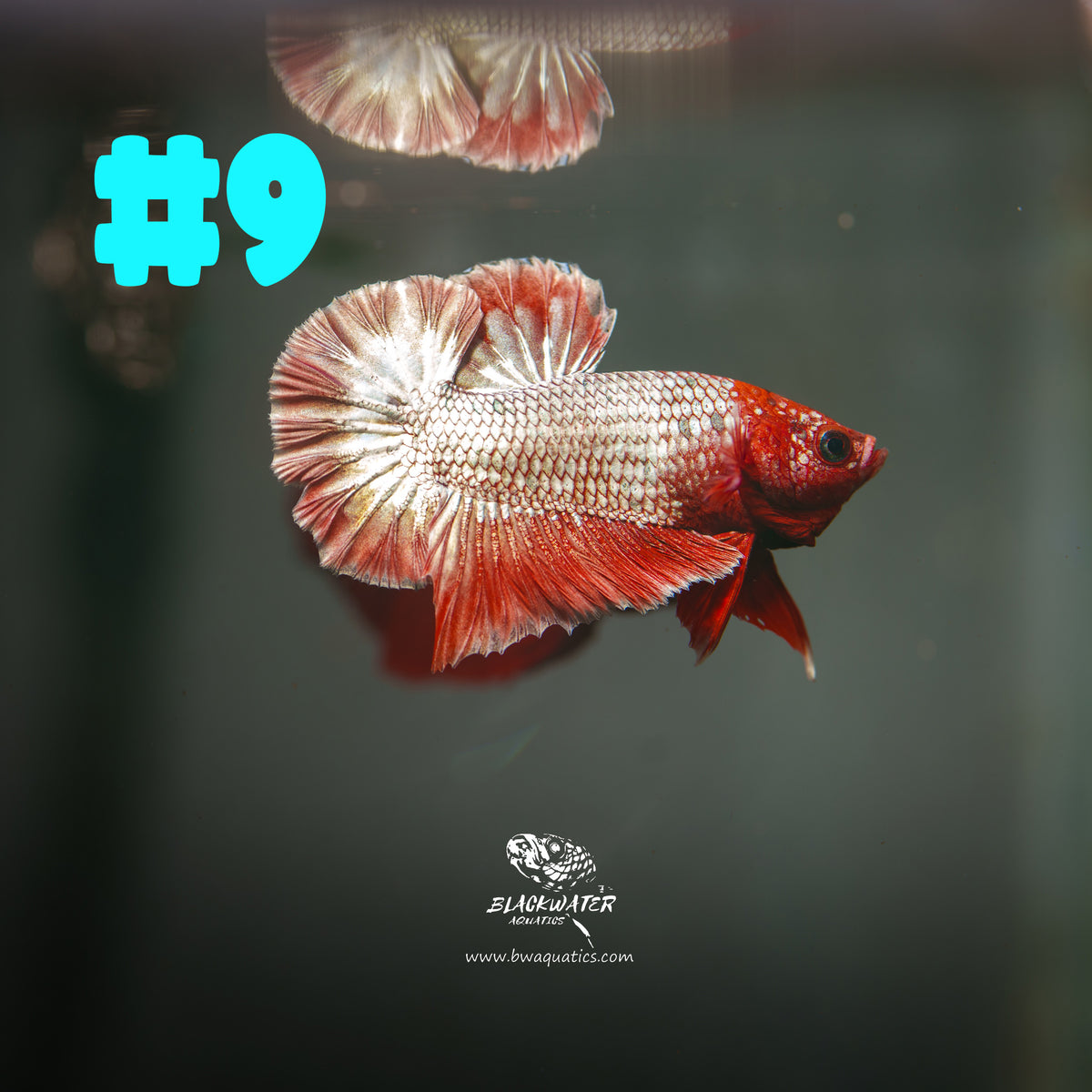 Fancy Copper Plakat Betta