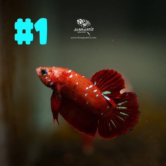 Fancy Red Galaxy Plakat Betta