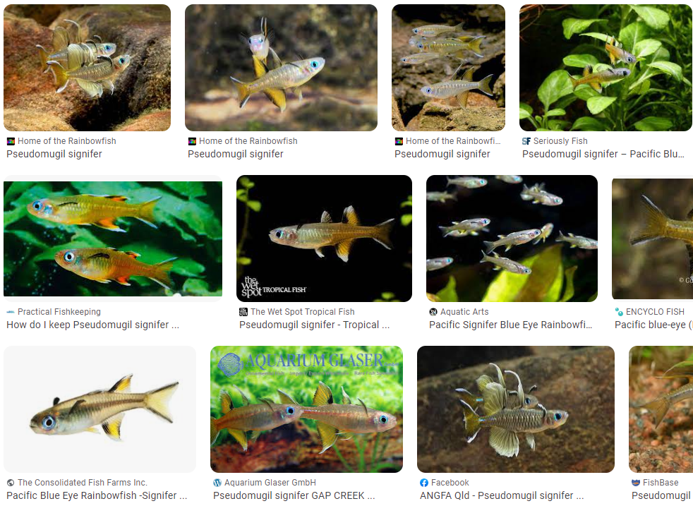 Pseudomugil Signifer (Pacific Blue Eye Rainbowfish)