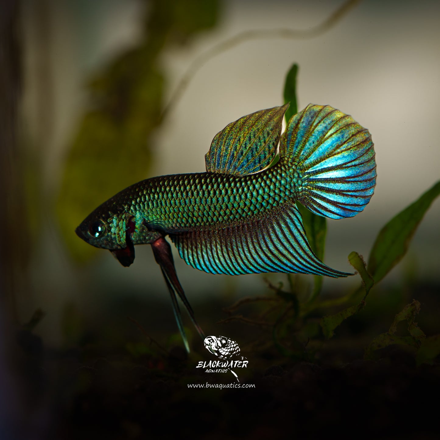 Betta Smaragdina Buriram | Rare Bettas