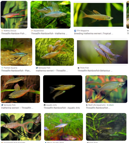 Iriantherina Werneri (Threadfin Rainbowfish)