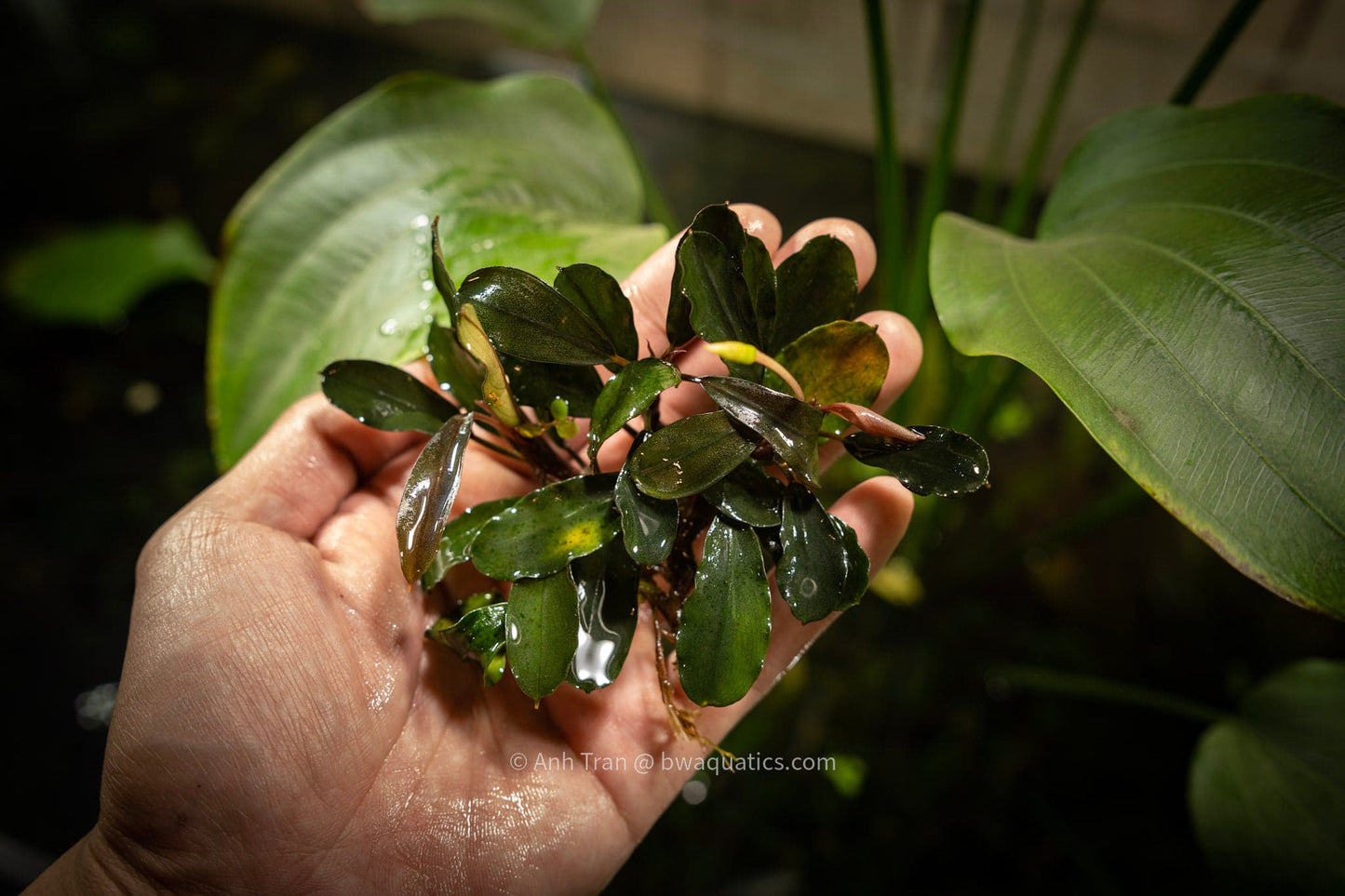 Bucephelandra sp. Degori | Unique Aquatic Plants