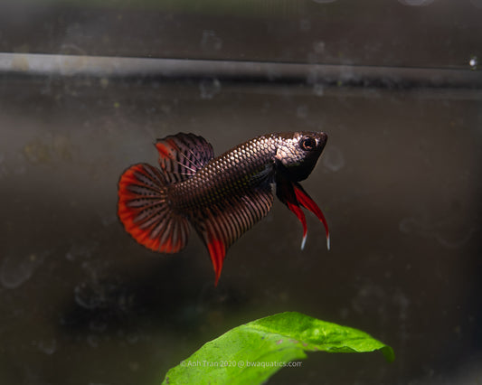 Betta Imbellis Copper | Rare Bettas