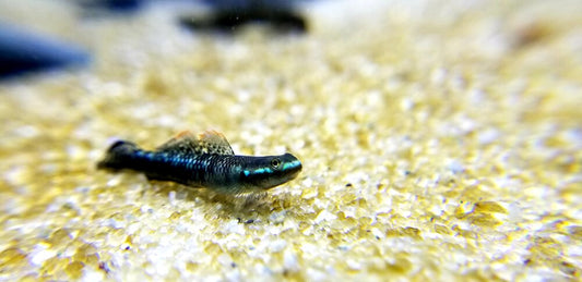 Stiphodon Atropurpureus (Blue Neon Goby “Black Kumbai”)