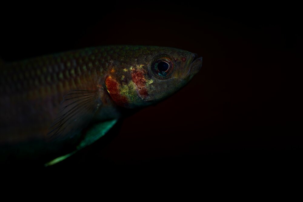 Betta Strohi | Wild Type Bettas