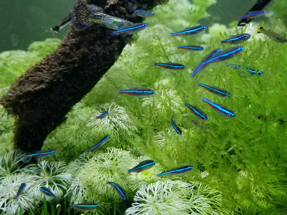 Paracheirodon Simulans (Green Neon Tetra)