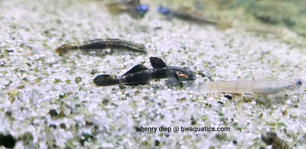 Stiphodon Pelewensis