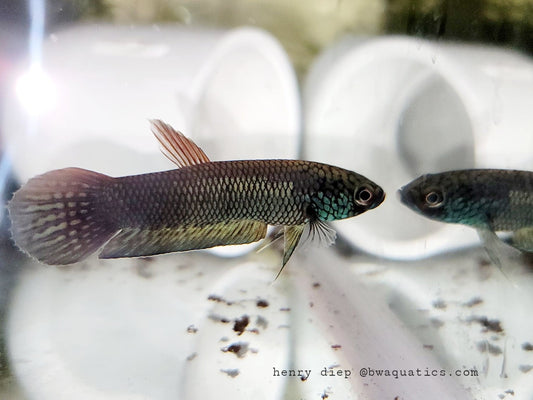 Betta Ideii - Meratus | Wild Betta Fish