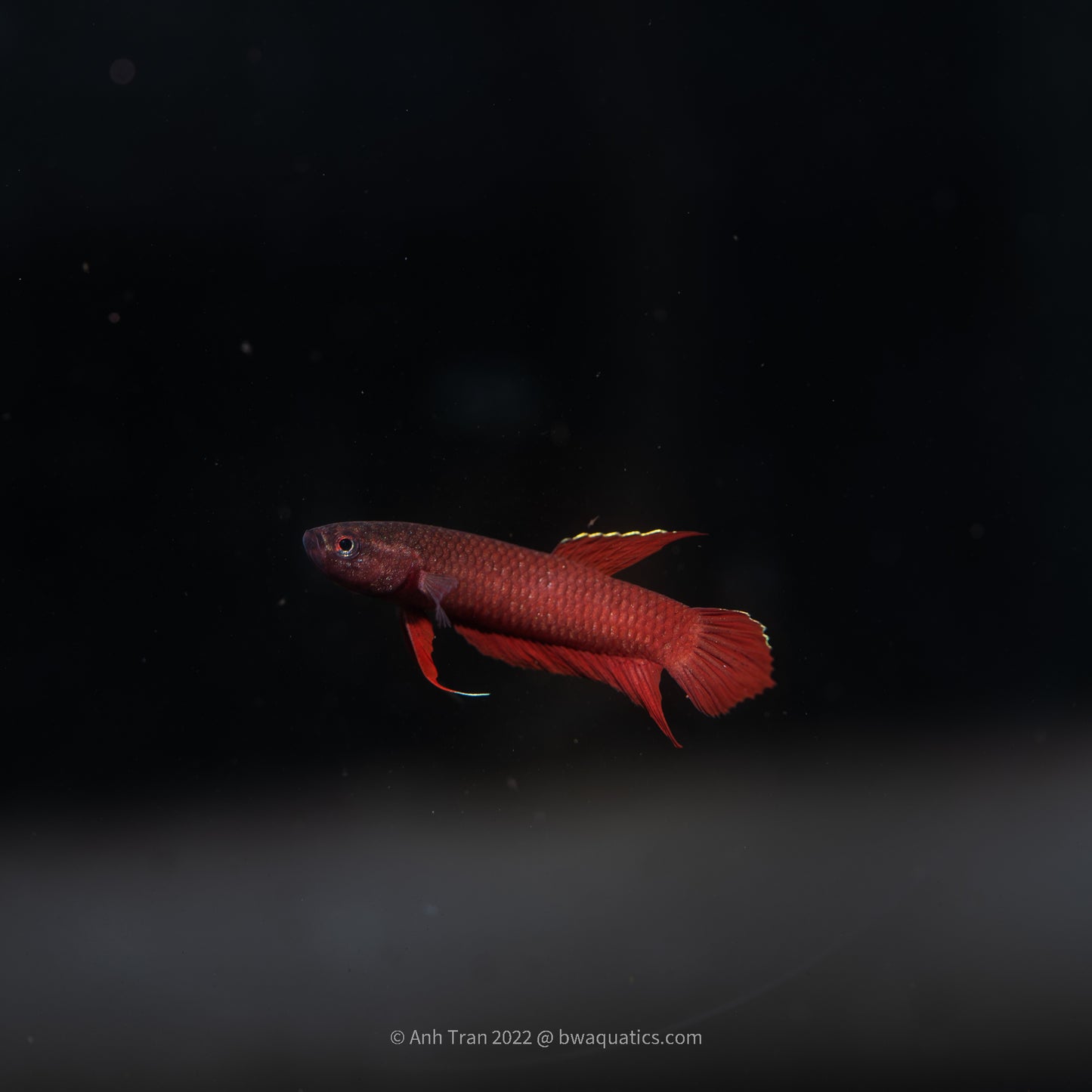 Betta Api Api - Duri | Wild Betta Fish