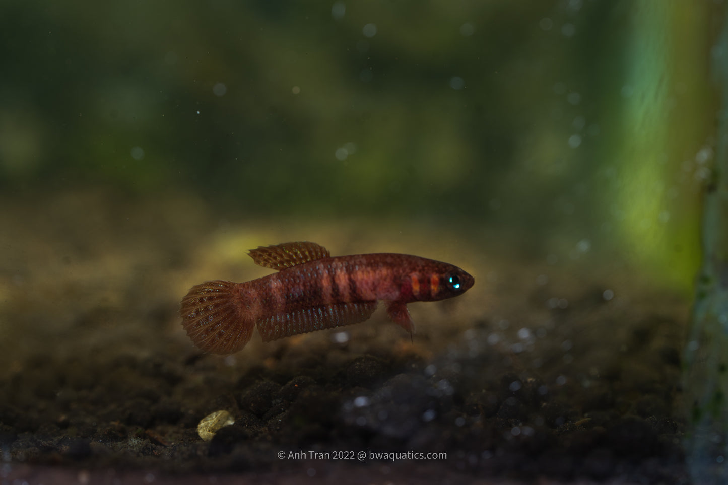 Betta Hendra - Berang | Wild Type Bettas