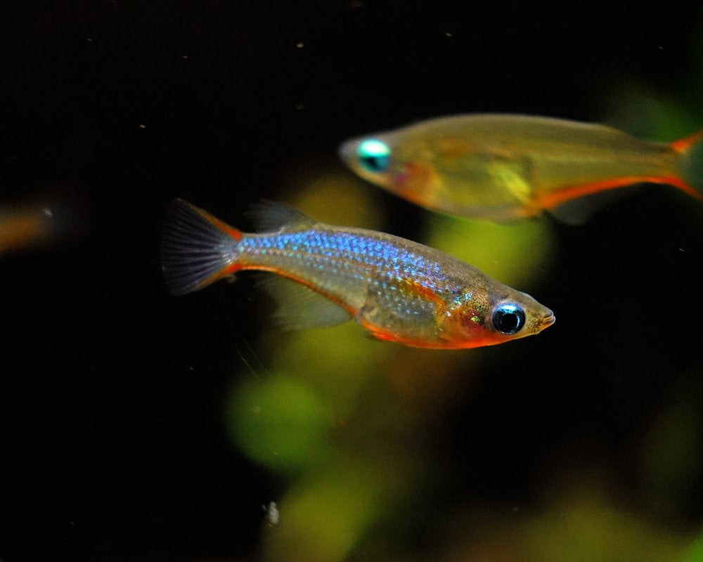 Oryzias Woworae (Daisy Ricefish)