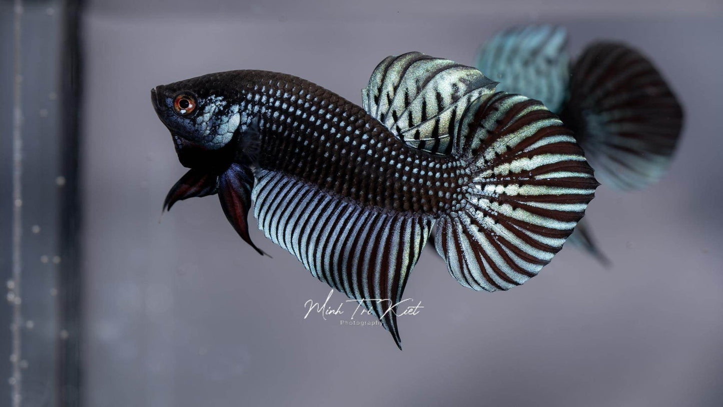Betta Mahachaiensis Grey (Betta Mahachai grey)| Rare Bettas
