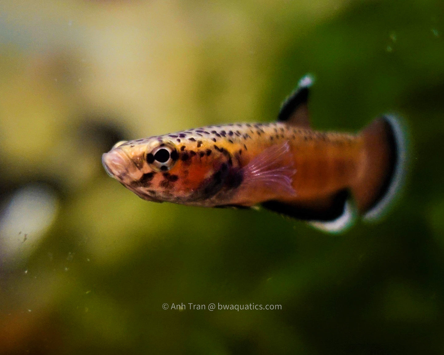 Betta Albimarginata