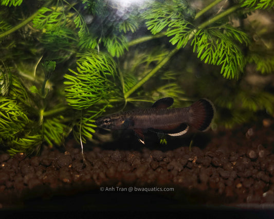 Betta Albimarginata - Sebuku | Wild Betta Fish
