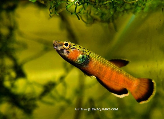 Betta Albimarginata - Malinau | Wild Betta Fish