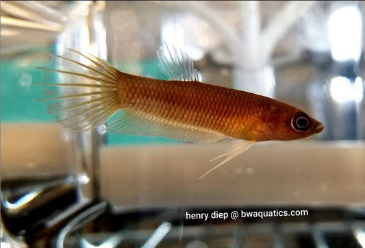 Betta Anabatoides | Wild Type Bettas