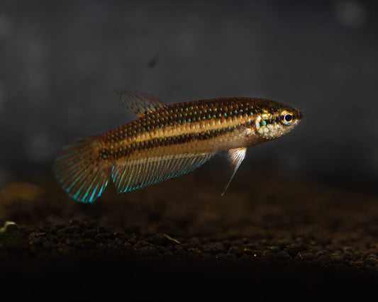 Betta Stiktos WILD CAUGHT | Rare Bettas