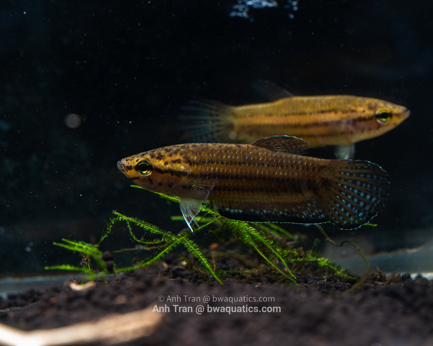 Betta Edithae | Wild Type Bettas