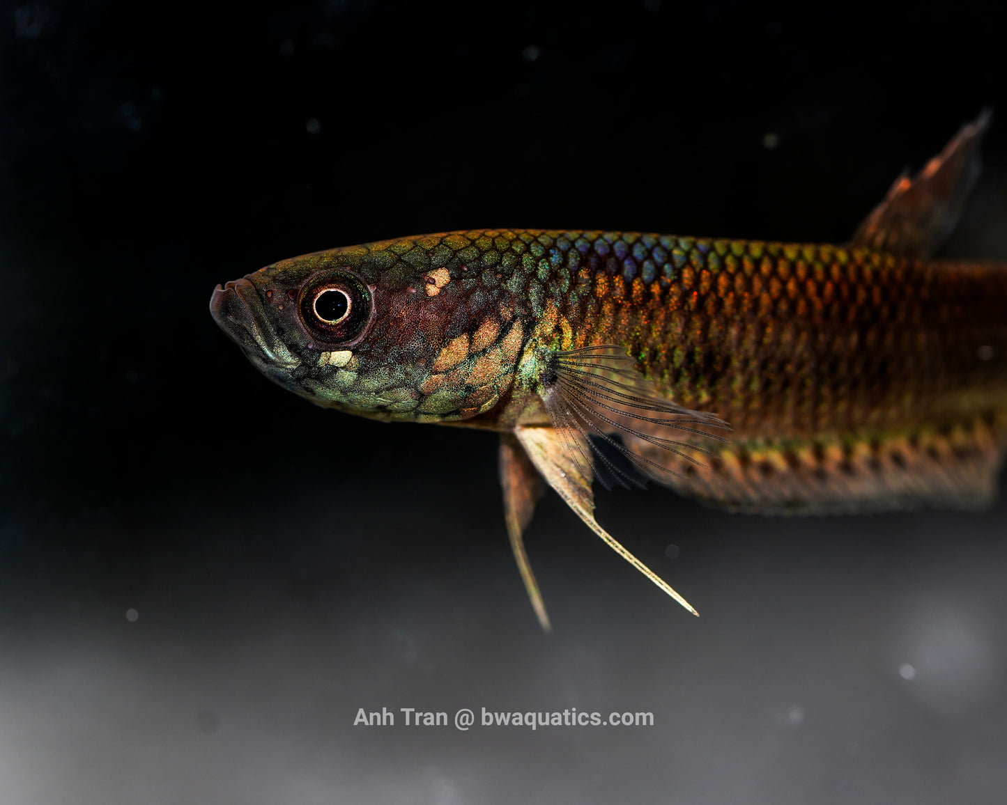 Betta Unimaculata "Tarakan Yellow" F1 | Wild Type Bettas