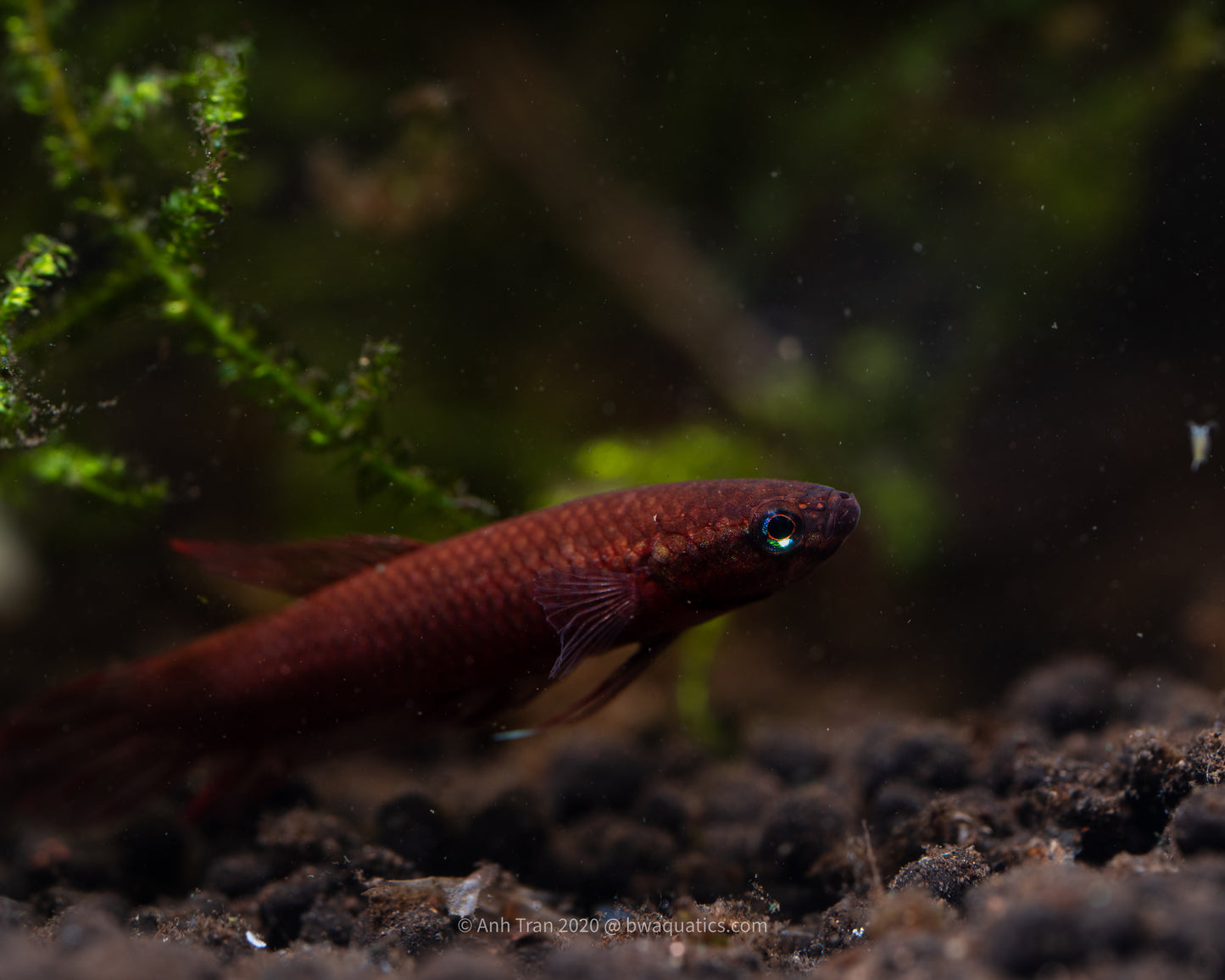 Betta sp. Wajok | Wild Betta Fish