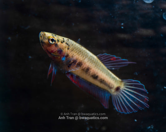 Betta Dennisyongi | Wild Type Bettas