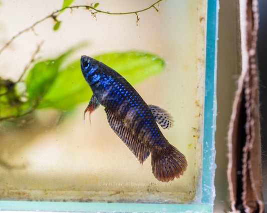 Betta Imbellis Royal Blue - Thailand | Rare Bettas